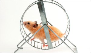 Hamster-wheel (1)